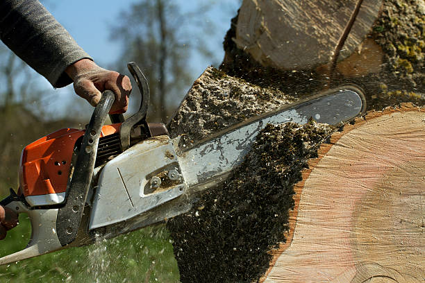 How Our Tree Care Process Works  in  Sharon Center, OH